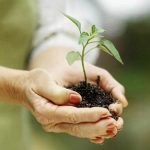 woman holding a plant