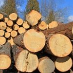 timber and lumber